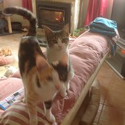 House Sitter - Yearly pet sits in Perth from Christmas.