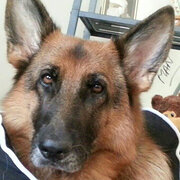 House Sitter - Kevin and Roslyn ( Dog Lovers )