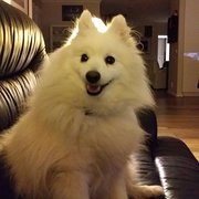 House Sitter - House sitter for over 10 years 