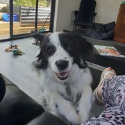 House Sitter -  Genuine animal lover & houseproud