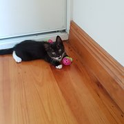 House Sitter - Lisaandshane