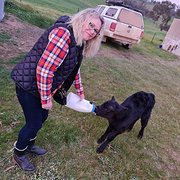 House Sitter - Experienced Sitter