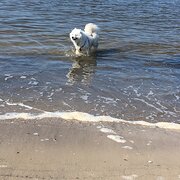 House Sitter - House sitters