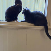 House Sitter - Louise