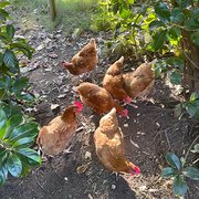 House Sitter - Traveller 