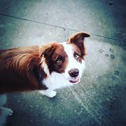 House Sitter - Pet sitter 