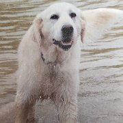 House Sitter - You can count on me