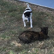 House Sitter - Linda