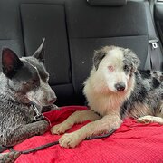 House Sitter - Alan & Margaret - love animals