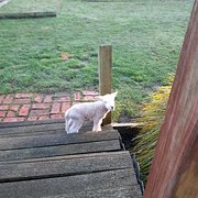 House Sitter - House sitting NSW, Queensland.