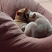 House Sitter - Trustworthy and reliable 