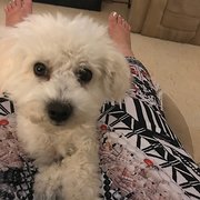 House Sitter - Trusted house and pet sitter