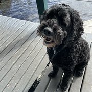 House Sitter - Travel Mates