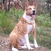 House Sitter - Mature Couple, Honest, Caring, Reliable