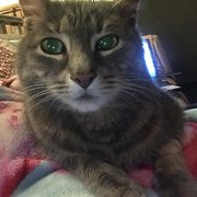 House Sitter - The Purrfect Carer!