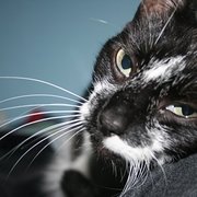 House Sitter - Caring and respectful house sitter