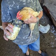 House Sitter - Alison,