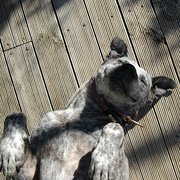 House Sitter - Looking forward to meeting you