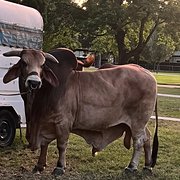 House Sitter - Love to look after your fur babies/home