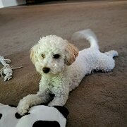 House Sitter - Steve & Vicki