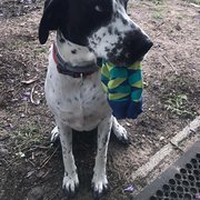 House Sitter - Mark & Jacq