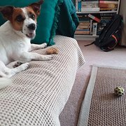 House Sitter - Caring family of 3 ready to help