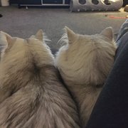 House Sitter - Kind, mature and reliable animal lover