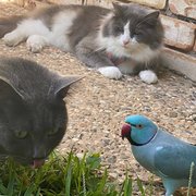 Home Owner wanting sitter in , Queensland