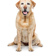 House Sitter - Grey haired Labrador