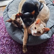 House Sitter - Purplescorp