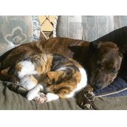 House Sitter - WA's Reliable and Caring House Sitters.