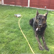 House Sitter - Retired English couple in the uK