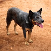 Home Owner wanting sitter in Newcastle, New South Wales