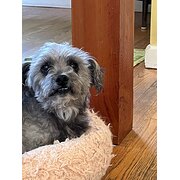 House Sitter - Dog and cat lover for short & long term