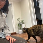 House Sitter - Responsible reliable experienced sitter