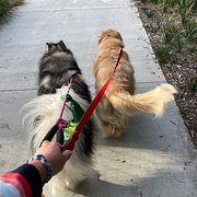 House Sitter - Tracey & Andrew & Luna