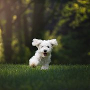 House Sitter - Sandie - House and pet sitter.