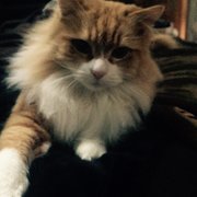 House Sitter - Scobby Doo wants to sit .