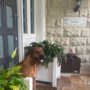 House Sitter - Happy House