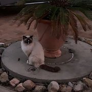 House Sitter - Experienced Housesitter