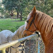 House Sitter - Nikki & Murray experienced and reliable