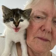 House Sitter - Theatre-loving Retiree