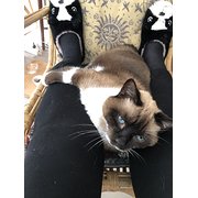 House Sitter - Lynda Rae