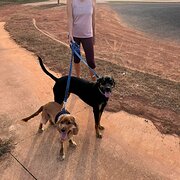 House Sitter - Mature /Animal loving couple