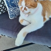 House Sitter - Marina Green Treats your pets as her own