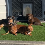 House Sitter - Judy & Richard