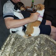 House Sitter - Chris & Rod