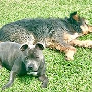 House Sitter -  looking