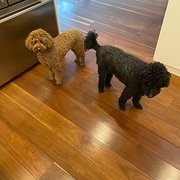 House Sitter - Reliable and caring