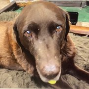 House Sitter - One life . Filled with happiness 